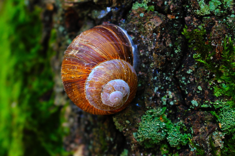 tree trunk, sun, living nature, plant, animal themes, green, focus on foreground, 5K, greens, snail house, macro, mollusk, animal, nature, forest, snail