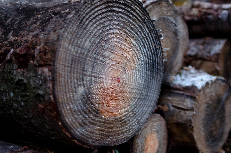 plant, forest, tree, bark, wilderness, concentric, wild, timber, travel, no people, day, explore, close-up, lumber industry, agaric, 4K, snail, tree trunk