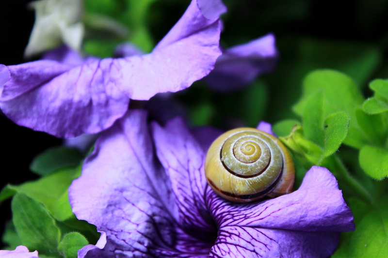 invertebrate, snail, petaled, close-up, flowering plant, summer, purple, mollusk, gastropod, slug, animal themes, crawling, formal Garden, beauty In Nature