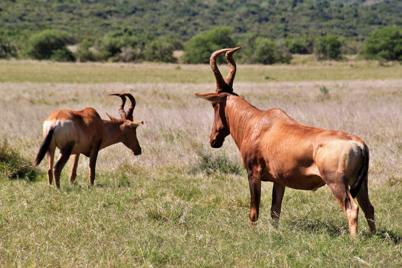 focus on foreground, Ungulate, field, brown, horned, antelope, animals And Pets, safari, fauna, vertebrate, grass, stocky, africa, day, plant, animal wildlife