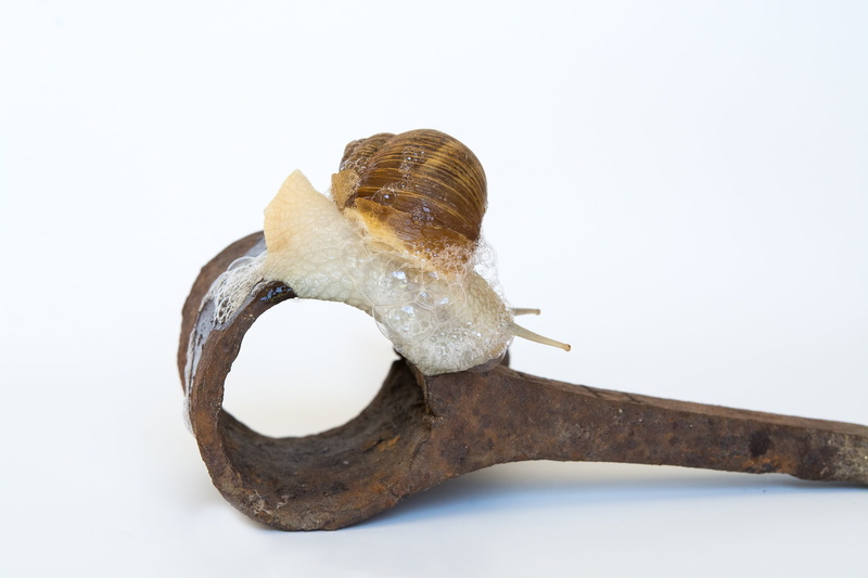food and drink, single object, emotion, cut out, animal, close-up, food, slimy, crawl, snail, studio shot, nature, close, metal, still life, copy space