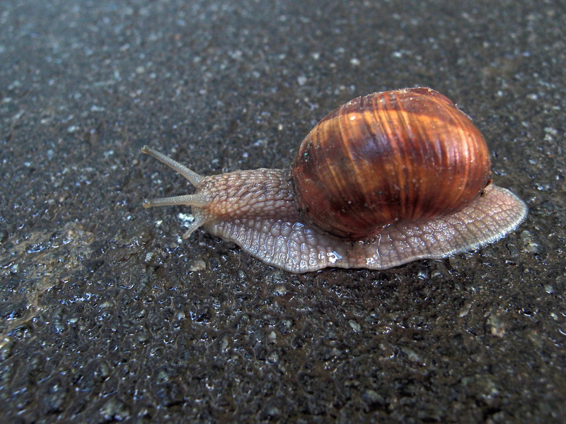 animal antenna, animal body part, clam, one animal, 2K, close-up, no people, surface level, gastropod, road, bespozvonochnoe, animal wildlife, whelks
