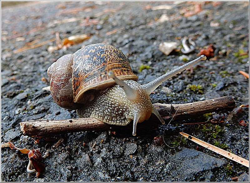 slippery, slug, animal themes, food, focus on foreground, brown, creepy, animal wildlife, animal, close-up, rock, animal antenna, invertebrate, snail, rock - object