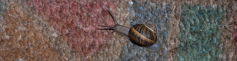 animal themes, no people, day, clam, textured, one animal, outdoors, animal, animals in the wild, nature, brown, invertebrate, 4K, snail, gastropod, colors