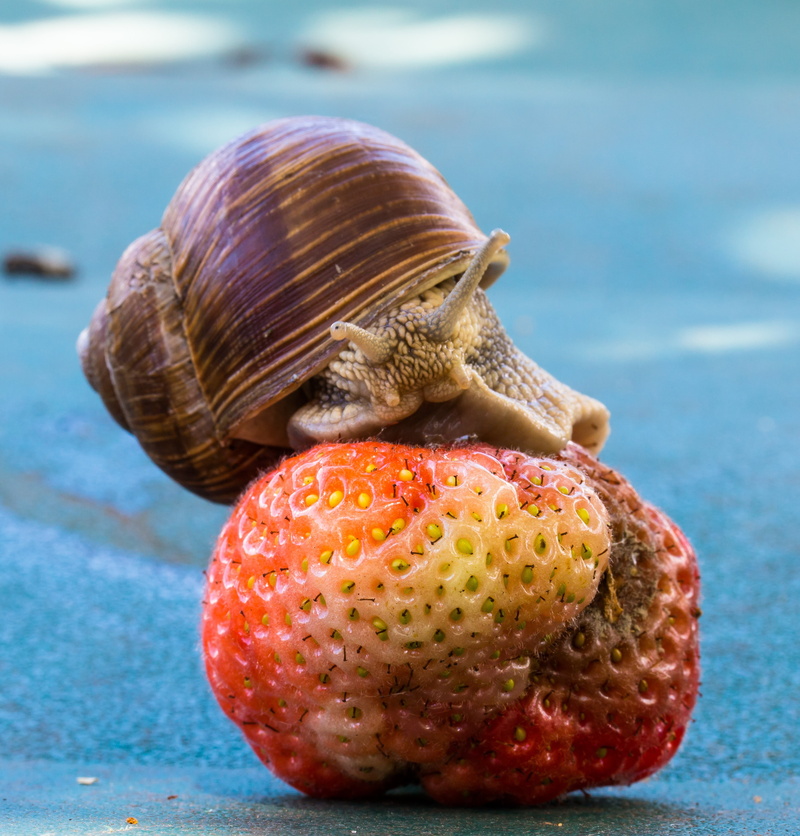 food and drink, strawberry, garden, fruit, animal, slowly, focus on foreground, table, food, close, snail, probe, no people, nature, snail shell, mucus