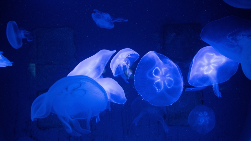 underwater, 5K, tentacles, jellyfish