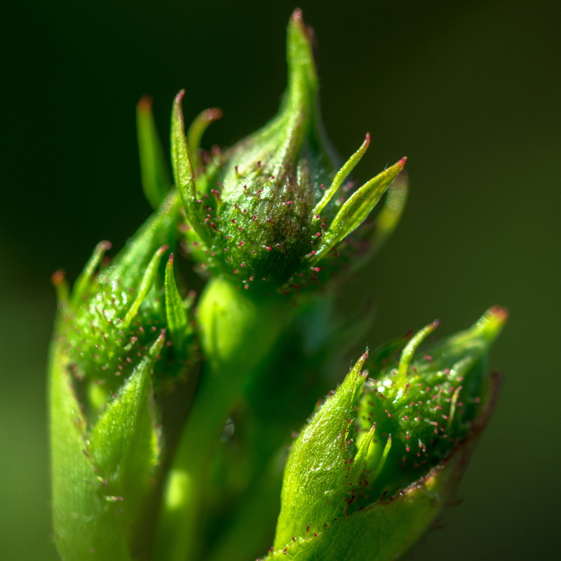 freshness, selective focus, beginnings, food, green Color, alternative medicine, medicine, close-up, beauty in nature, macro, bud, day, flora, outdoors