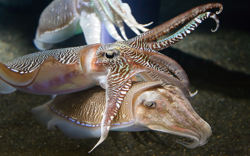 Cuttlefish, brown, jan, 1080P, squid