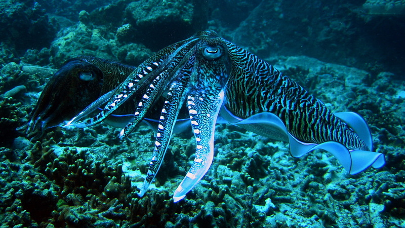Cuttlefish, Fishes, 1080P