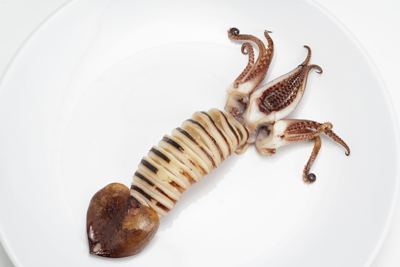 meat, unhealthy eating, freshness, food and drink, plate, white background, animal themes, studio shot, squid, close-up, directly above, indoors, high angle view