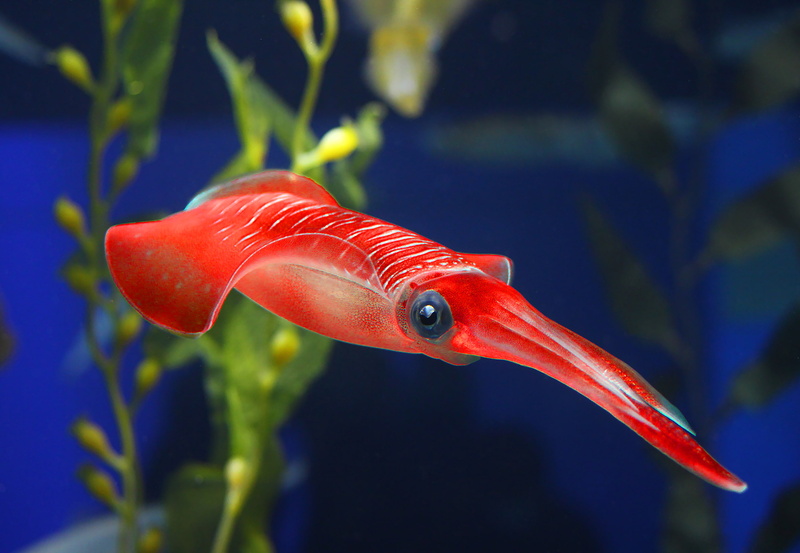 2K, underwater, Squids, animals, closeup