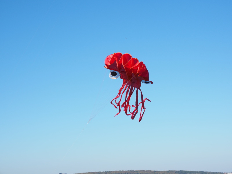 nature, blue, squid, one animal, outdoors, sunlight, dragons, low angle view, sky, flying, beauty in nature, kite flying, copy space, vertebrate, bird