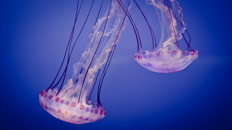 animals in the wild, 1080P, animal themes, no people, cnidaria, poisonous, marine, swimming, undersea, luminosity, sea life, blue, jellyfish, water, tentacle