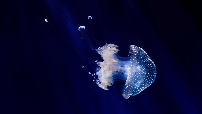 animals in the wild, turquoise colored, animals in captivity, close-up, blue sea, sea, one animal, cnidaria, animal wildlife, sea life, marine invertebrates