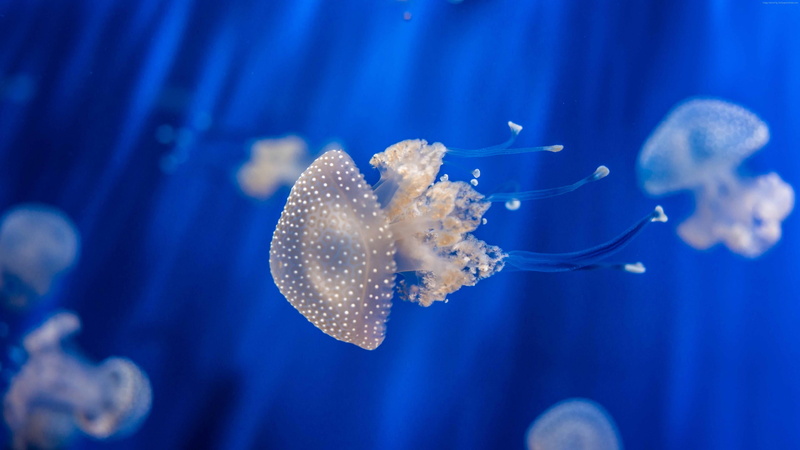 no people, underwater, swimming, sea life, sea, animal, undersea, animal themes, 4K, water, nature, group of animals, aquarium, blue, cnidaria, animals in captivity