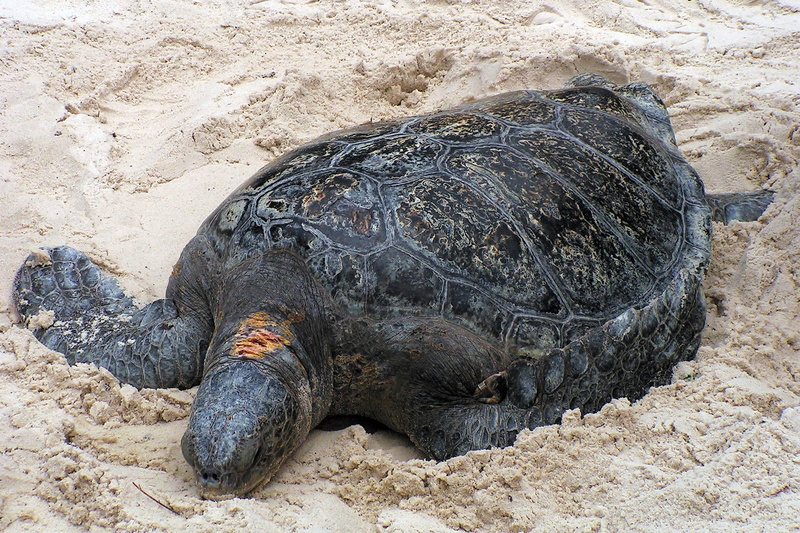 sea, beach, turtle images, land, sand, no people, outdoors, nature, turle, reptile, animal themes, 1080P, turtle shell, sandy, close-up, relaxation, animals in the wild