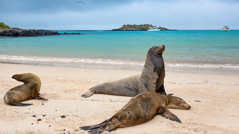 scenery, sea, bay, tourism, sun, beach, island, holiday, marine, underwater, wave, landscape, ocean, mammal, summer, coast, resort, turquoise, water, seal - animal