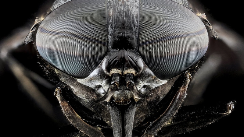 front view, no people, animals in the wild, extreme close-up, animal eye, turtle, portrait, macro, magnification, sea turtle, eye, leatherback turtle, animal body part