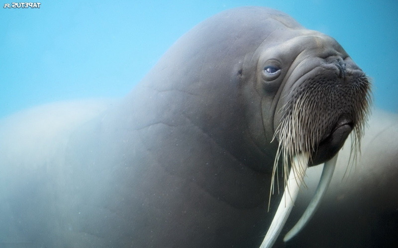 720P, Mammals, animals, walruses