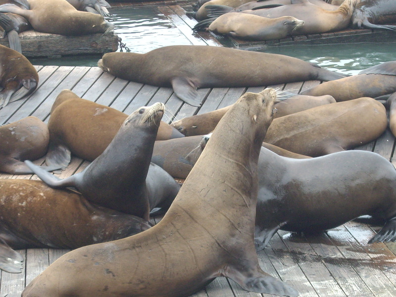 seal - animal, francisco, Walruses, mammal, aquatic mammal, animal themes, high angle view, san, day, Francisco, nature, Bay, sea life, water, sea, marine