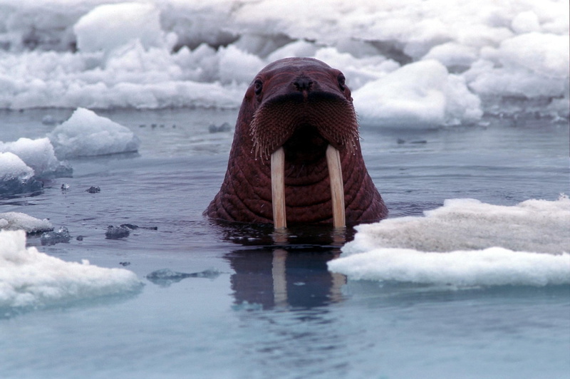 nature, vertebrate, ice, sea, water, snow, winter, beauty in nature, day, animal wildlife, frozen, cold temperature, marine, walruses, animals in the wild