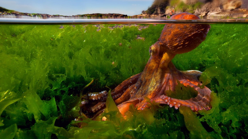 water, green, nature, plants, split view, underwater, blurred, 1080P, animals, rock, octopus