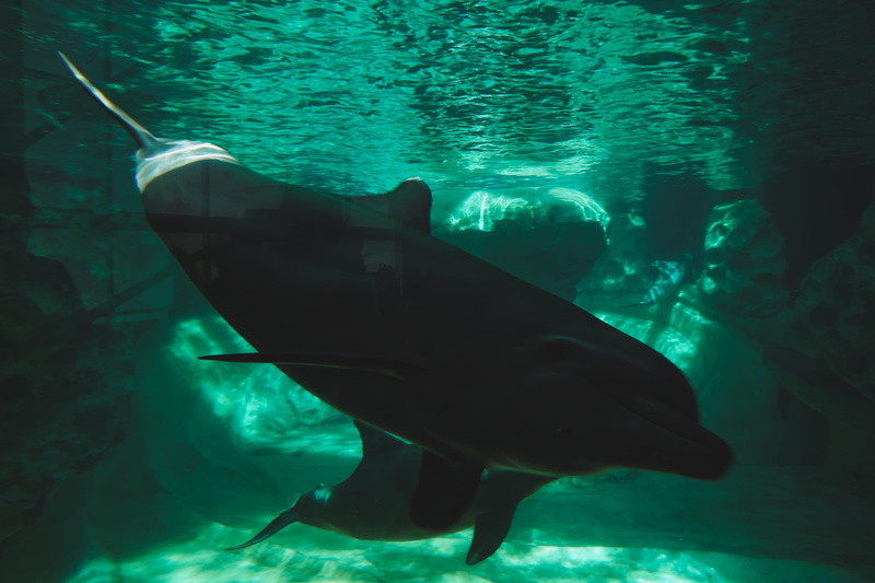killer whale, atlanta, stingray, undersea, marine, outdoors, orca, silhouette, water, animals in captivity, swimming, fish, animal wildlife, atlanta aquarium