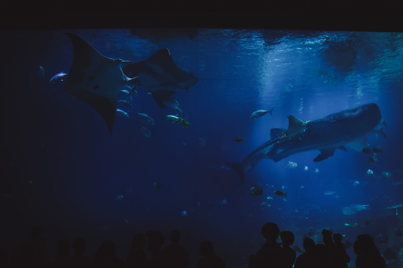 tank, underwater, united states, animal wildlife, sea life, nature, animal, animals in captivity, animal themes, blue, outdoors, aquarium, view, sea, atlanta aquarium