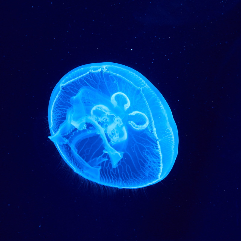 undersea, colors, jellyfish, aquatic, bright, underwater, glow, translucent, water, aquarium, swimming, animal, animal themes, sea, group of animals, blue