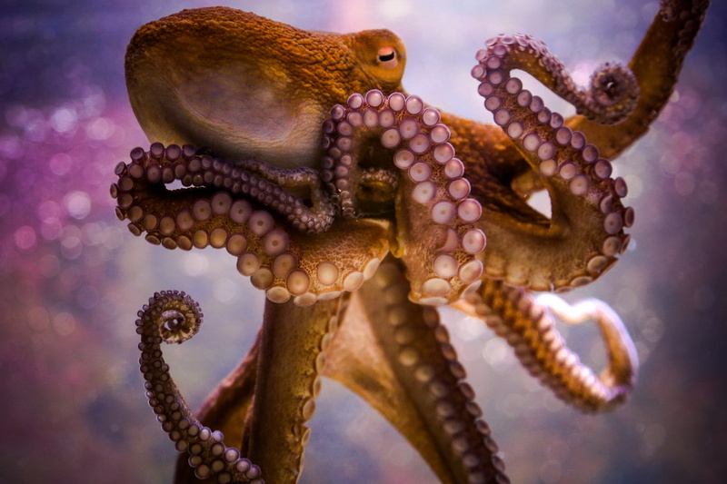 poisonous, animal body part, water, animal eye, mollusk, octopus, one animal, starfish, animal wildlife, animal themes, undersea, nature, marine, tentacles