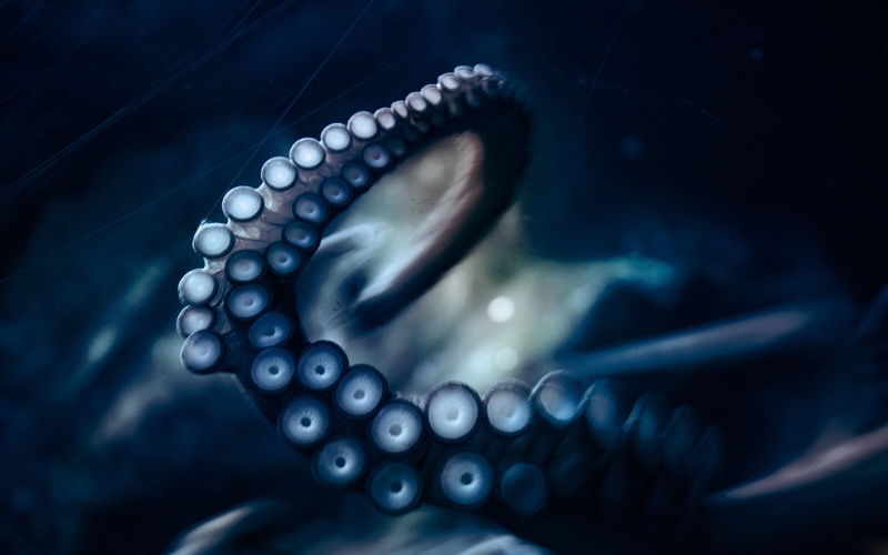 colored background, water, animal, animal themes, pearl jewelry, tentacle, animals in the wild, sea, animal wildlife, Movement, aggression, close-up, studio shot