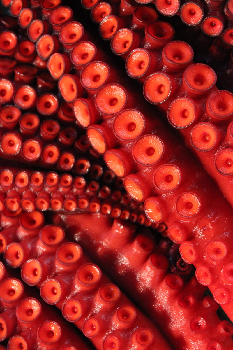 tentacles, container, marine, pattern, 5K, fish, squid, wellbeing, sea, high angle view, freshness, aquatic, animal, food and drink, large group of objects