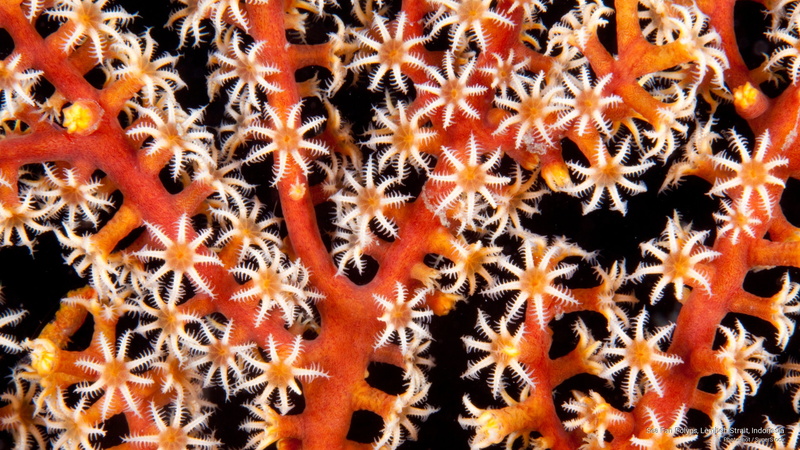 2K, sea, polyps, strait, Ocean Life, fan, indonesia, lembeh