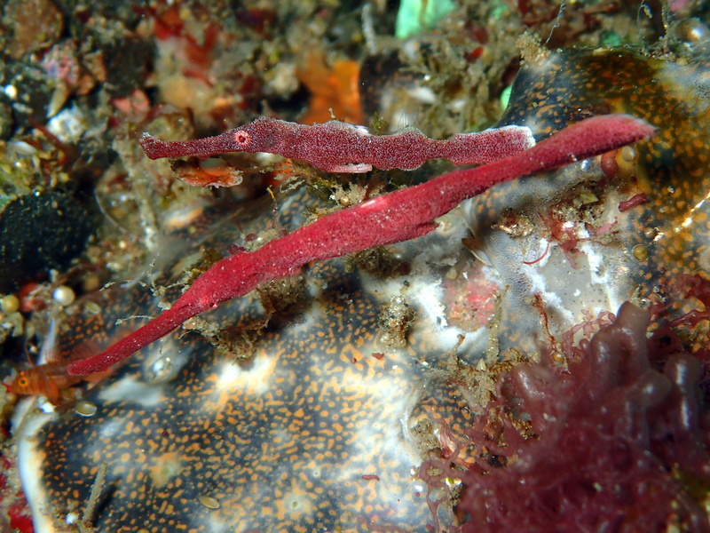 bunaken, ocean, 4K, animal, photography, sealife, undersea, animal themes, diving, sea life, velvet, dive, wildlife, vertebrate, ecosystem, sulawesi, water