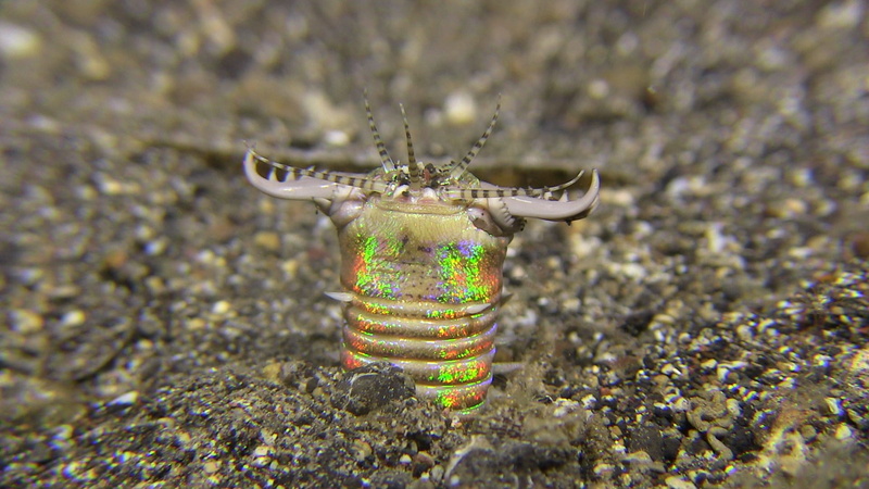 high angle view, bobbitworm, close-up, solid, technology, Lembeh, focus on foreground, still life, outdoors, creativity, multi colored, animal themes, underwater