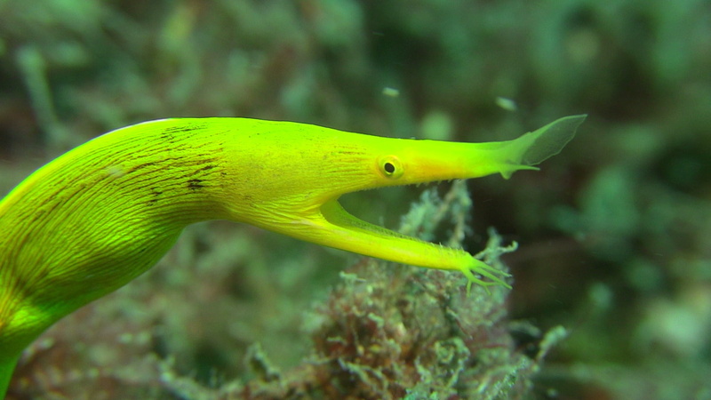animal, yellow, underwater, swimming, coral, sea, undersea, marine, fish, diving, close-up, sea life, animal wildlife, lembeh, reef, no people, animals in the wild