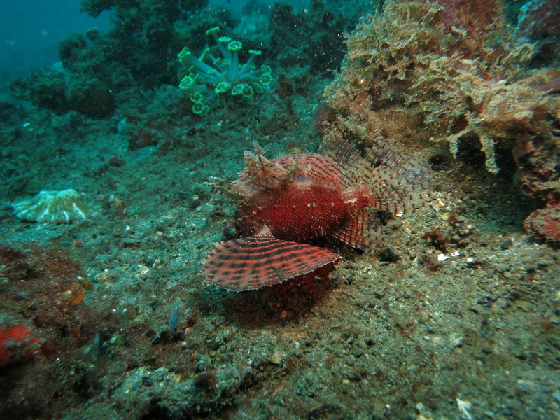 animal, sea life, reef, animals in the wild, one animal, ocean, marine, tropical, exotic, sea, vertebrate, nature, coral, swimming, lionfish, scorpionfish