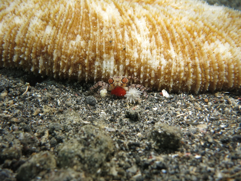 manado, wildlife, animal themes, shell, textured, animal wildlife, animals in the wild, reef, scuba, animal, indopacific, underwater, macro, close-up, boxer crab