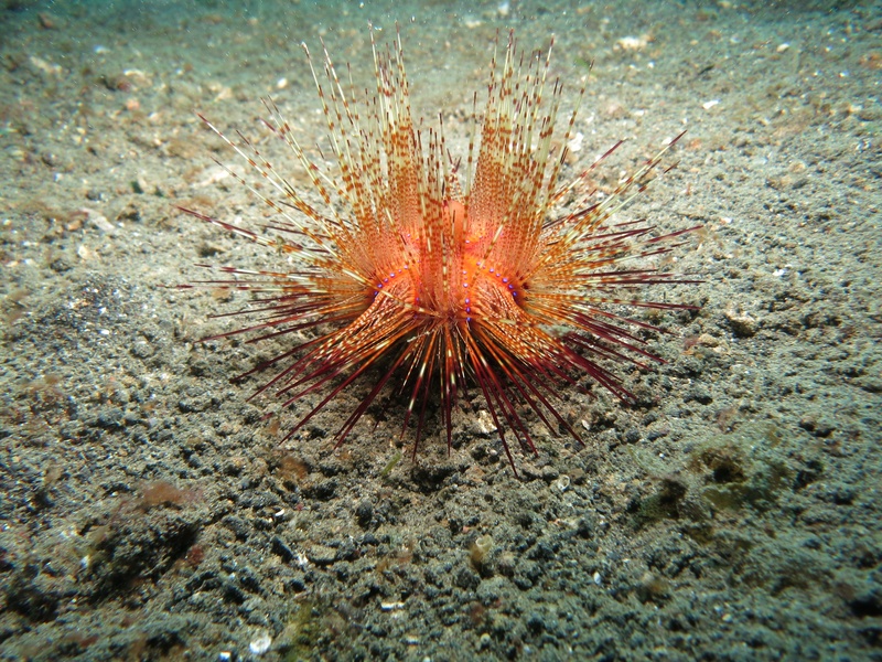 macro, spiky, fire urchin, one animal, no people, ocean, urchin, high angle view, water, undersea, underwater, outdoors, sea, sand, animal wildlife, muck