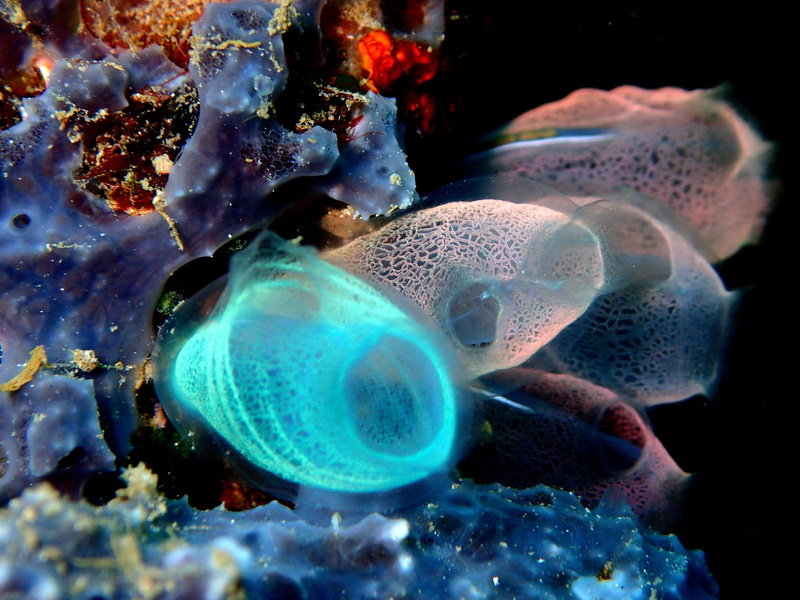 ecosystem, nature, 4K, sulawesi, ocean, marine, dive, bunaken, scuba, sea life, Coral, beauty in nature, fish, no people, undersea, bunaken indonesia