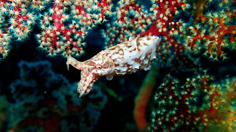 close-up, undersea, animal wildlife, sea life, camouflage, scuba, 4K, sea, Indonesia, swimming, Macro, marine, fish, no people, water, animals in the wild