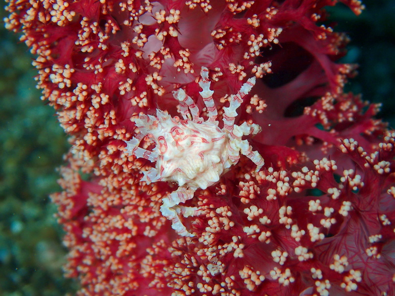sea life, outdoors, environment, photography, no people, natural, undersea, close-up, scuba, Reef, fauna, focus on foreground, Crustacean, dive, 4K, mollusc