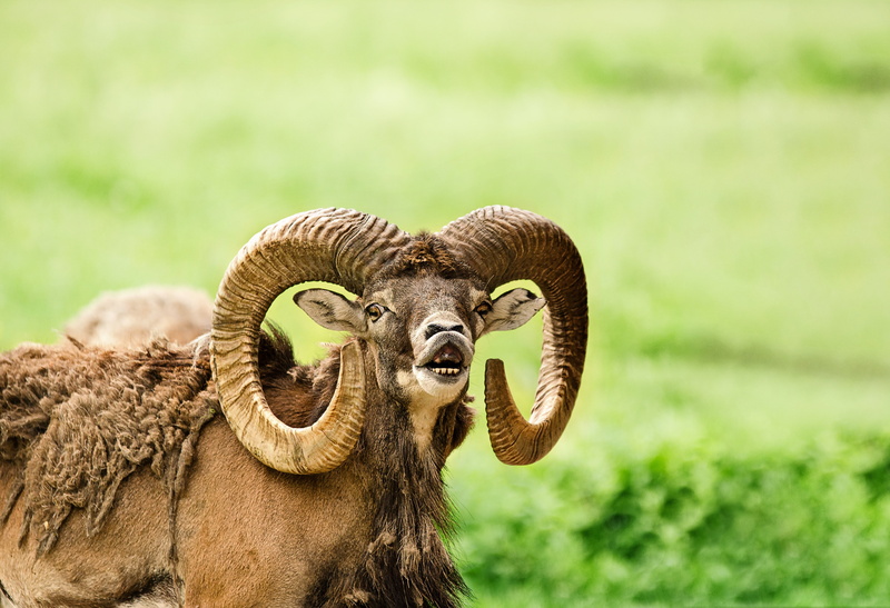animal themes, fur, nature, white, grass, winter fur, animal teeth, herbivorous, domestic animals, shedding, outdoors, day, field, 4K, flehmen, dominance