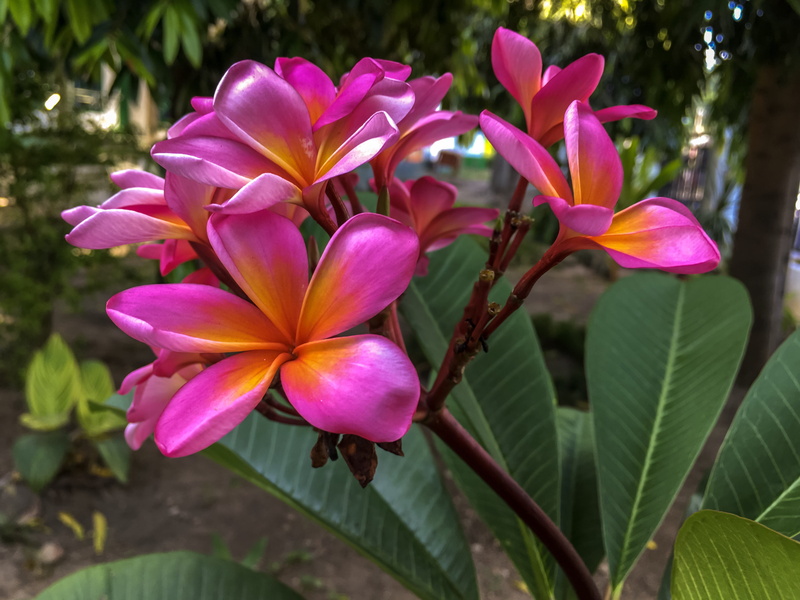 flower head, pollen, leaf, indonesia, outdoors, flower, botany, inflorescence, close-up, 4K, nature, beauty in nature, focus on foreground, no people