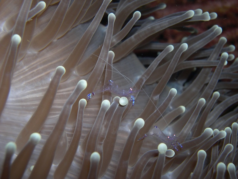 close-up, walea, animal wildlife, immersion, animal, animals in the wild, 1080P, sea anemone, animal themes, underwater, anemone, swimming, sea life, no people