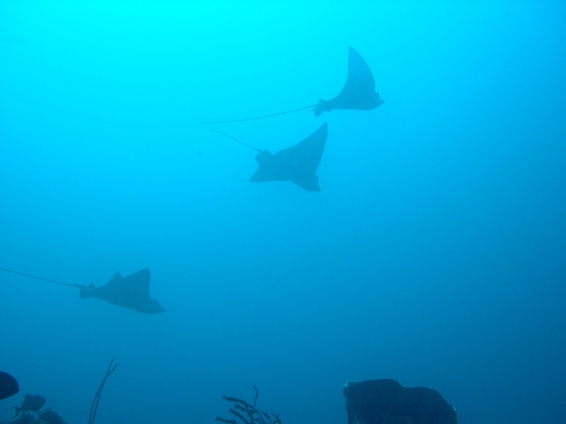 animal wildlife, fish, vertebrate, group of animals, blue, underwater, no people, shark, breed, sea, sulawesi, sea life, races, wildlife, swimming, outdoors