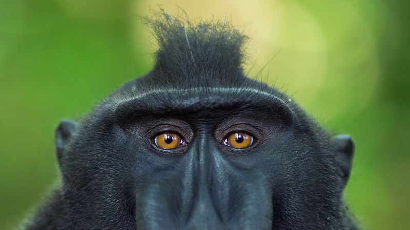 the primacy of, Indonesia, look, 1080P, eyes, crested baboon, Sulawesi