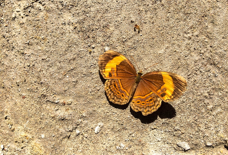 butterfly, animals in the wild, high angle view, animal conservation, nature, close-up, sunlight, animal themes, 2K, insect, animal wing, day, animal wildlife