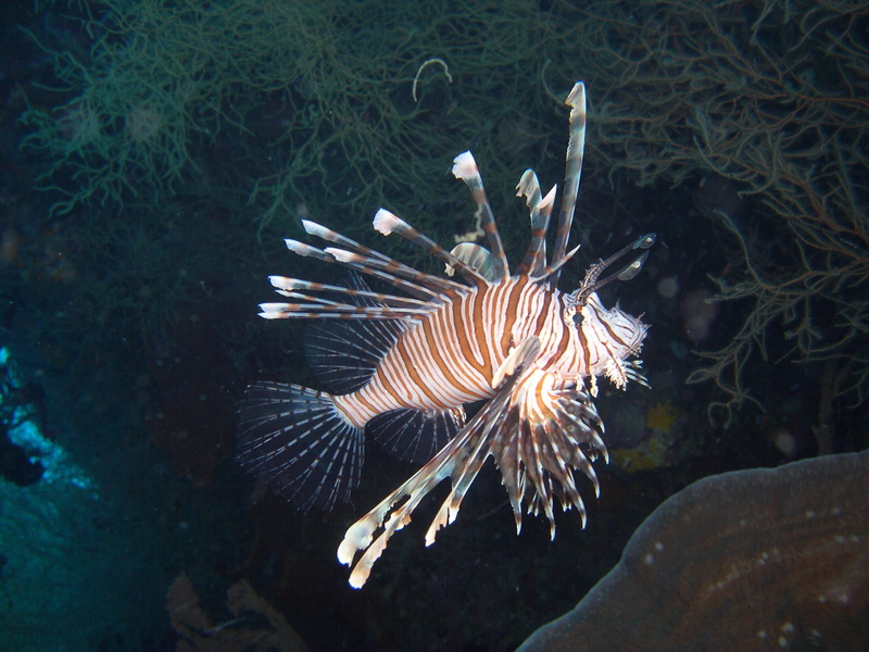 cobra fish, Lionfish, water, underwater, Pterois, animal wildlife, 1080P, immersion, invertebrate, vertebrate, one animal, Cobra, nature, sea life, sea