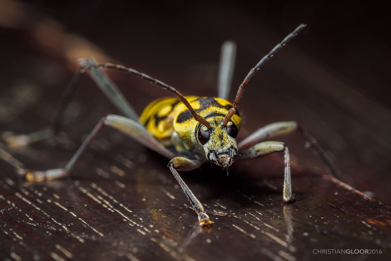 OMD, Indonesia, nature, Wasp, close, black, macro, wildlife, close-up, yellow, close up, M5, beetle, animal, wannabe, insect, photo, 1080P, Olympus, Sulawesi